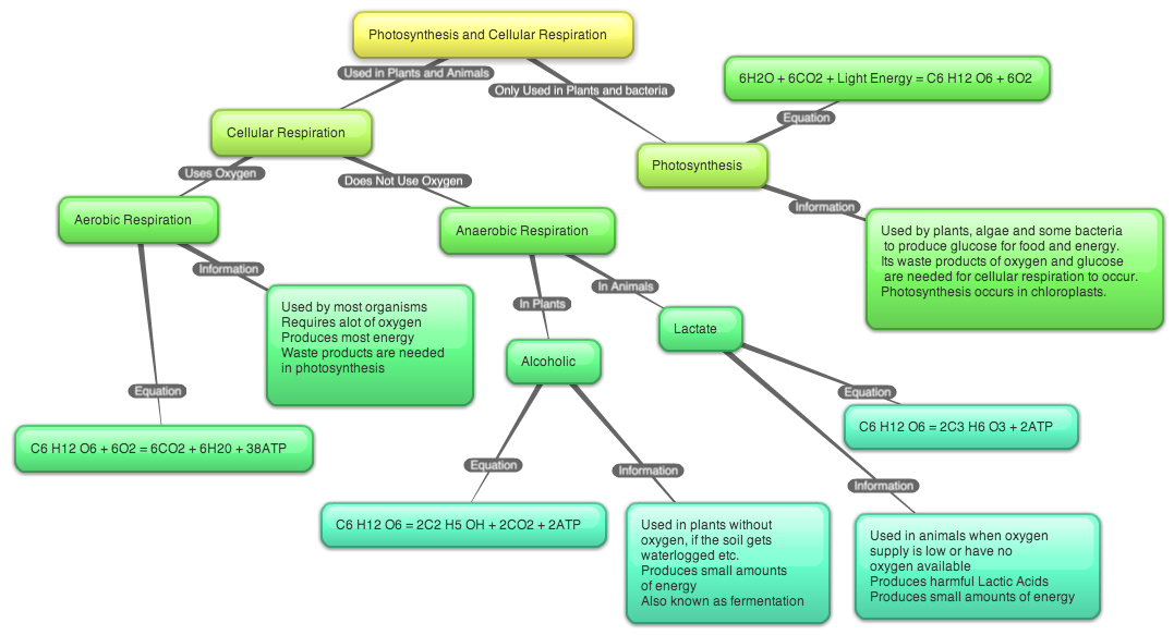 Concept Map Photosynthesis And Cellular Respiration